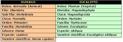 CLASIFICACION DE LOS SERES VIVOS reino dominio bacterias hongos plantas animales cianobacterias arqueobacterias genero especie clase