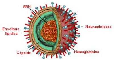 CLASIFICACION DE LOS SERES VIVOS virus ADN ARN