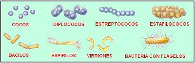 CLASIFICACION DE LOS SERES VIVOS bacteria enfermedad gram positiva gram negativa pared celular vibrios espiroquetas bacilos