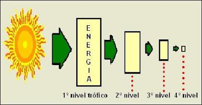 piomasa pirámide energía alimentaria consumidor productor descomponedor materia escalones