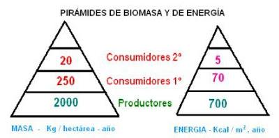 piomasa pirámide energía alimentaria consumidor productor descomponedor materia escalones caloría tonelada hectáreas