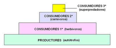 piomasa pirámide energía alimentaria consumidor productor descomponedor materia escalones