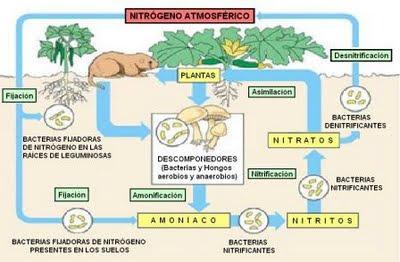 carbono oxígeno nitrógeno azufre fósforo agua ciclos biogeoquímicos biología medio ambiente