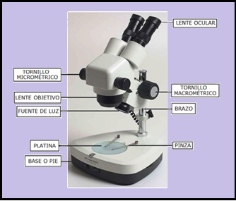 MICROSCOPÍA