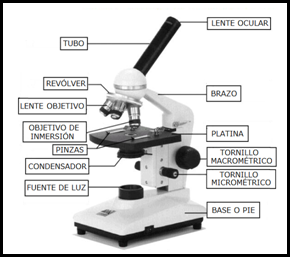 MICROSCOPÍA