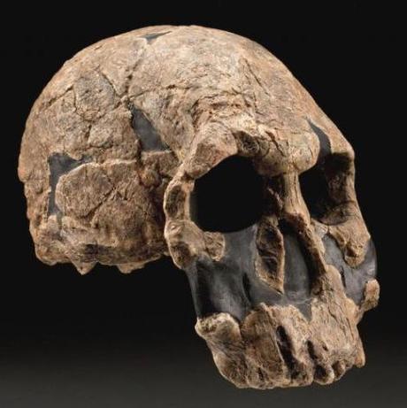 Homo rudolfensis