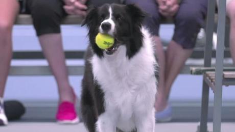 Una campaña que demuestra que los perros son los mejores recogepelotas