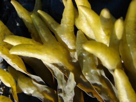 Como combatir tu estreñimiento con FUCUS. Fucus