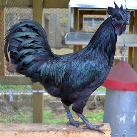 Ayam Cemani; la gallina negra