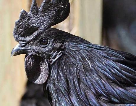 Ayam Cemani; la gallina negra