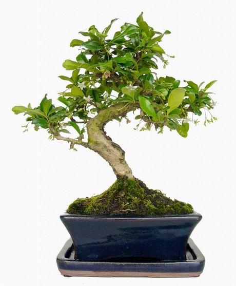 Bonsai, un árbol en maceta