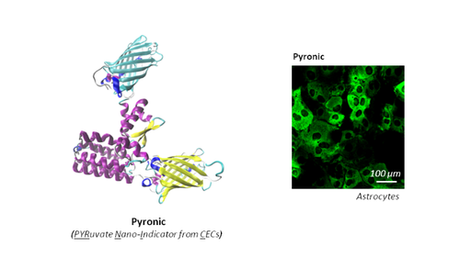 Nanosensor creado en Chile mide por primera vez el metabolismo mitocondrial en células individuales Nanosensor creado en Chile mide por primera vez el metabolismo mitocondrial en células individuales