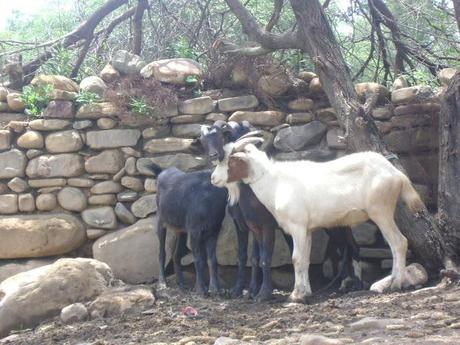 DEPREDADORES DEL SUELO AGRICOLA