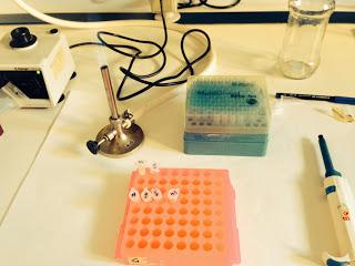 La Mastitis ¿qué es?. Mi práctica en la Universidad Complutense. La Mastitis ¿qué es?. Mi práctica en la Universidad Complutense.