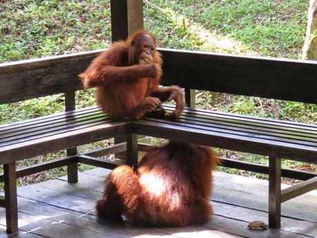 Mis encuentros con animales en Malasia y Singapur