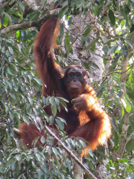 Mis encuentros con animales en Malasia y Singapur