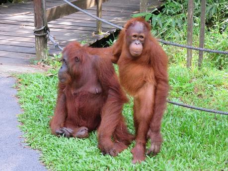 Mis encuentros con animales en Malasia y Singapur