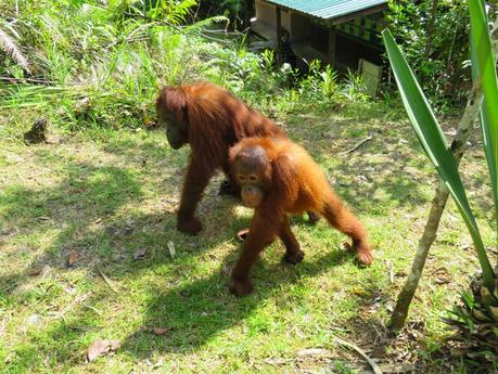 Mis encuentros con animales en Malasia y Singapur