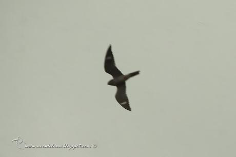 Añapero boreal (Common Nighthawk) Chordeiles minor