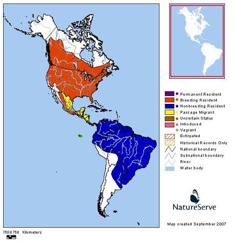 Añapero boreal (Common Nighthawk) Chordeiles minor