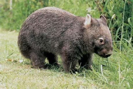 Uombat ( Wombat ) – Conoce todo sobre estos marsupiales Uombat ( Wombat ) – Conoce todo sobre estos marsupiales