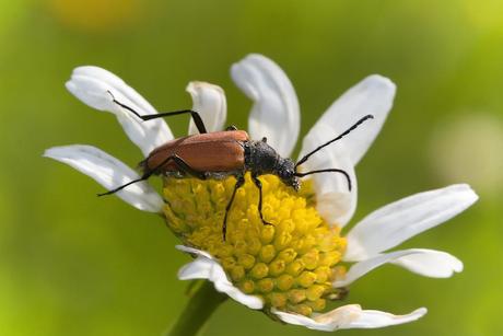 Anastrangalia dubia (Scopoli, 1763)