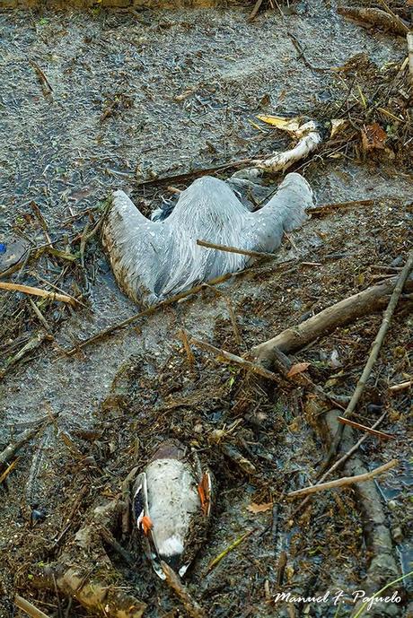 Cazadores, guardas con escopeta y otros amantes de la naturaleza