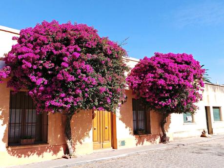 Colonia del Sacramento, piedra y color