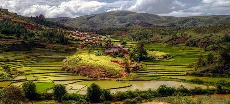 Campos de arroz Toamasina (Madagascar) 