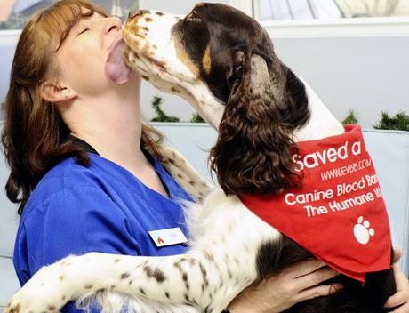 ¿Tu Mascota puede donar sangre? ¿Tu Mascota puede donar sangre?