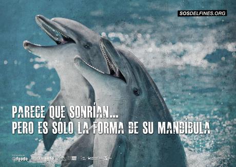 Delfines y orcas, libres