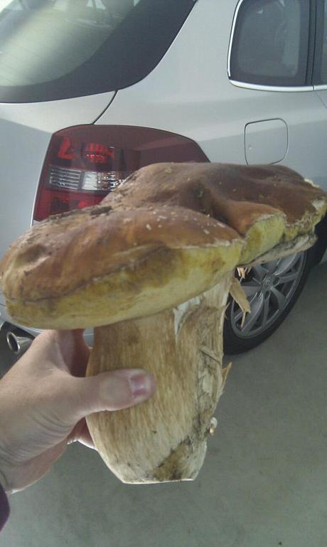 Arroz con setas y jamon iberico boletus edulis