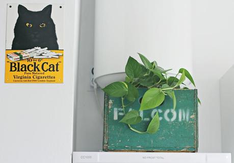 10 motivos por los que tener plantas en casa Plantas en casa 4