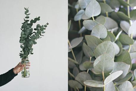 10 motivos por los que tener plantas en casa Plantas en casa collages 1