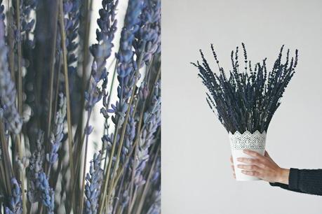 10 motivos por los que tener plantas en casa Plantas en casa collage 2