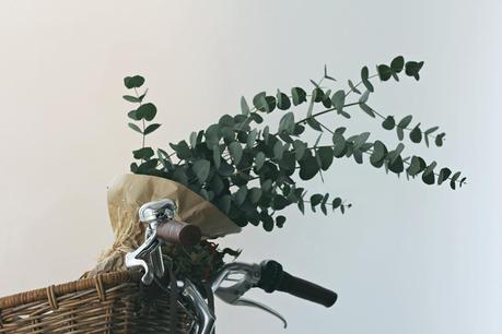 10 motivos por los que tener plantas en casa Plantas en casa 6