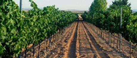 OS PRESENTAMOS A “BODEGAS VIHUCAS” viñedos