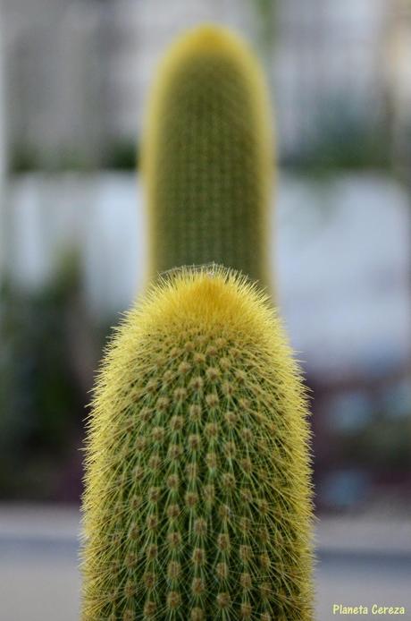 Cuidado, que pincho !! Cuidado, que pincho !!