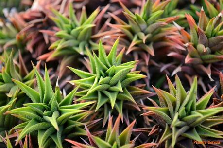 Cuidado, que pincho !! Cuidado, que pincho !!