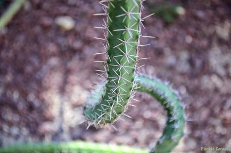 Cuidado, que pincho !! Cuidado, que pincho !!