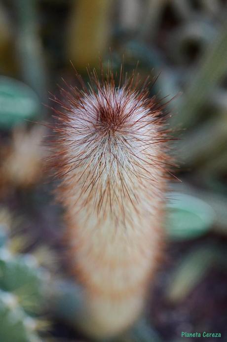 Cuidado, que pincho !! Cuidado, que pincho !!