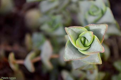 Cuidado, que pincho !! Cuidado, que pincho !!