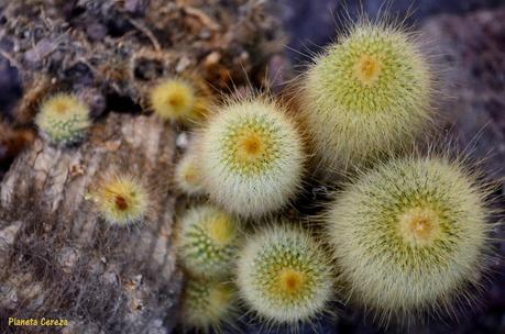 Cuidado, que pincho !! Cuidado, que pincho !!