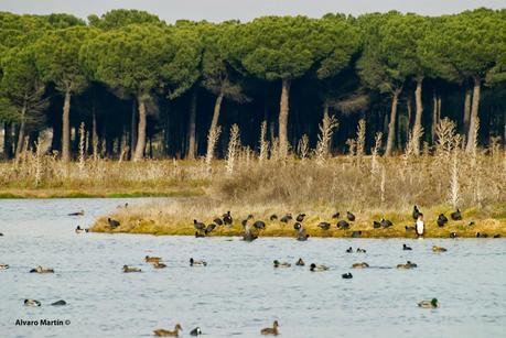 Lagunas del Raso de Portillo. Avutardas (Otis tarda)