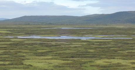 Vadso, un asombroso balcón al Ártico La tundra, el nuevo paisaje predominante para las futuras etapas de mi viaje