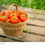 Un acercamiento con el estudio Stock Rocket Fresh tomatoes