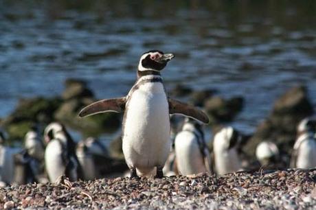 Península Valdés, santuario de fauna en la Patagonia