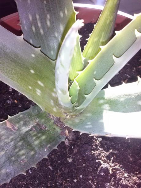 Aloe vera, una planta que no debería faltar en nuestras casas.