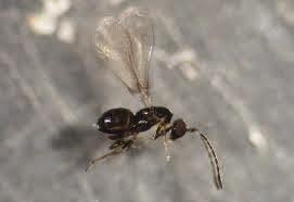 Gorgogic Park (reiteraciones sobre un mismo tema eucalíptico) Gorgogic Park (reiteraciones sobre un mismo tema eucalíptico)