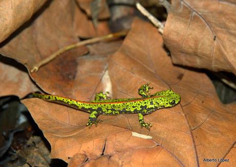 Pequeñas migraciones Pequeñas migraciones